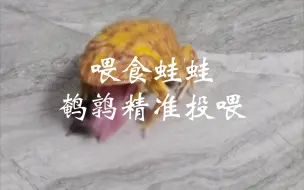 Tải video: 蛙蛙喂食，鹌鹑精准投喂，不一样的视角