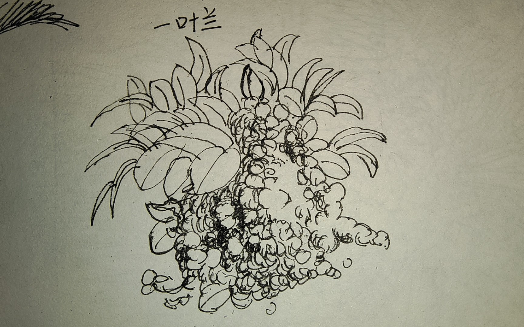 我的绘画学习 day 4 | 一叶兰_哔哩哔哩_bilibili