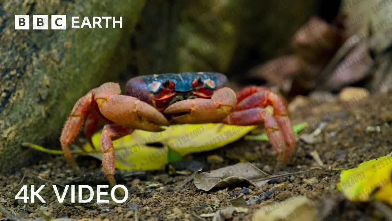 [图]2024.07.15 【BBC Earth】穿越地球的旅程 ｜ 4K UHD ｜ 地球脉动 II ｜ BBC Earth