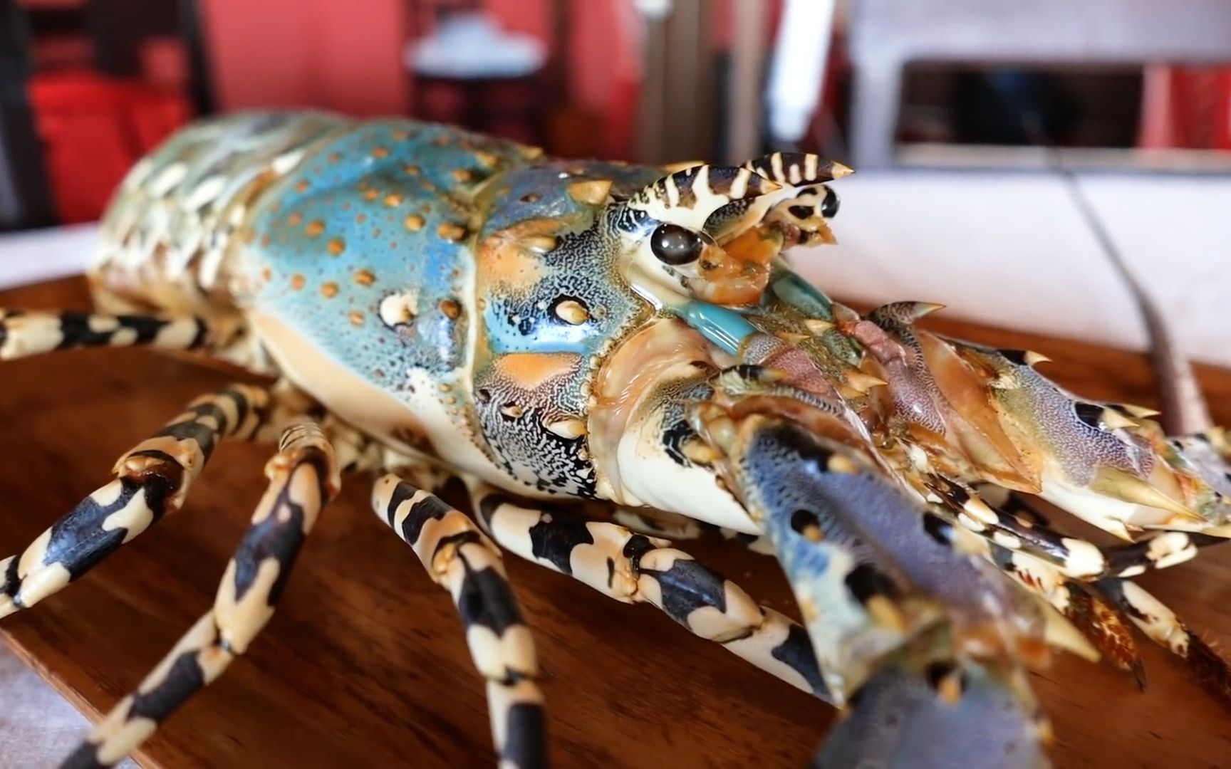 "彩虹龙虾"该如何吃?这虾太贵,做不好就浪费了!