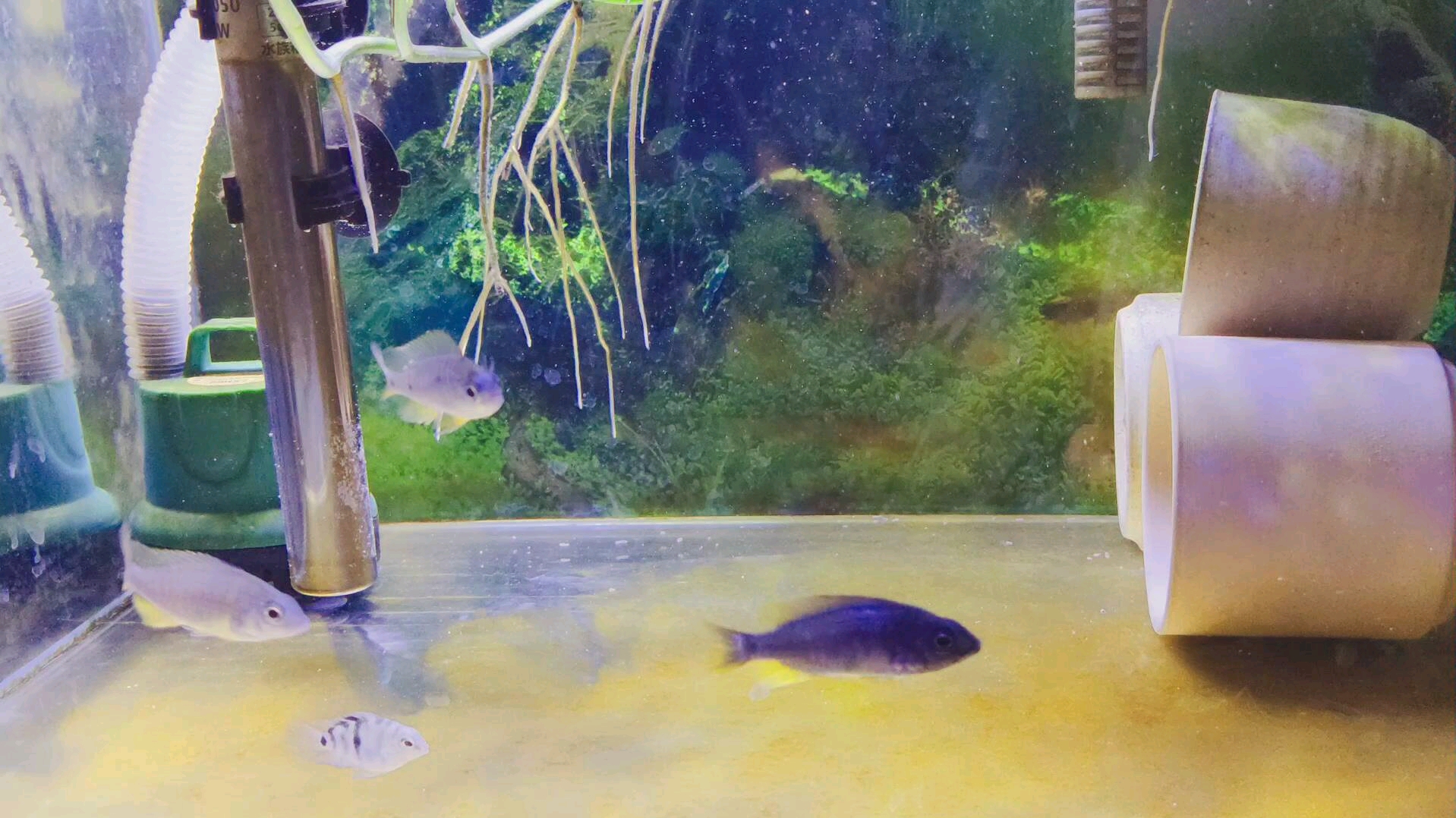 三湖慈鲷血艳红幼鱼