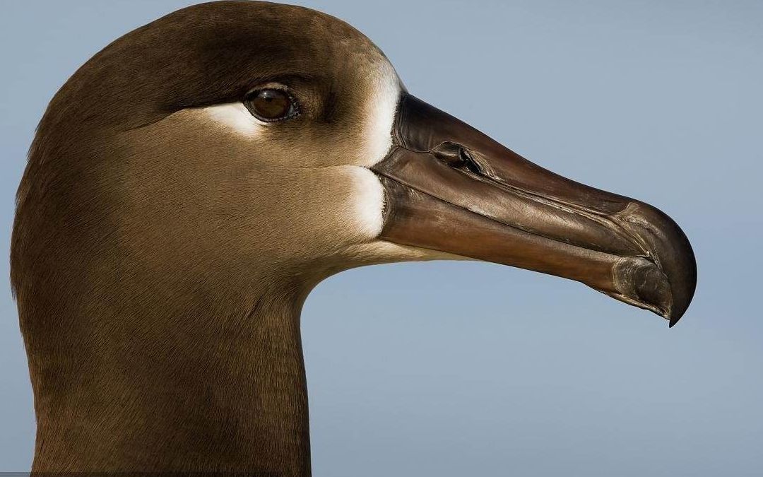 [图]黑脚信天翁 Black-footed albatross