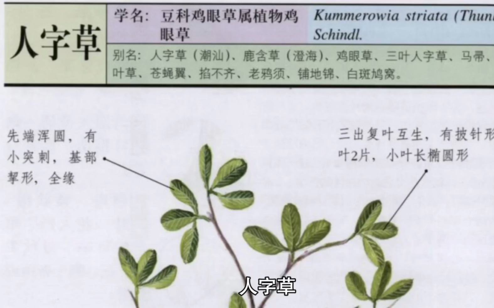 潮汕青草药名及图片图片