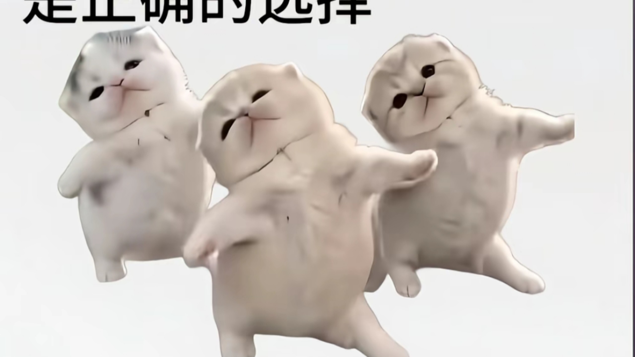 真的没人觉得这个唐人小猫跳舞的模板很烦吗