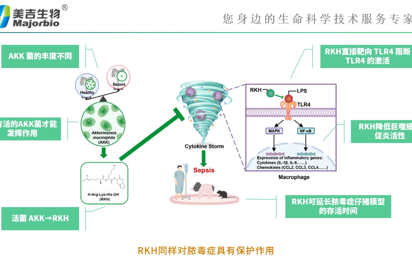 [图]3分钟速通TOP顶刊研究思路 | 本期【GUT】，研究关键词：脓毒症/AKK菌/粪菌移植