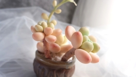 树脂粘土 多肉 乙女心 哔哩哔哩 つロ干杯 Bilibili