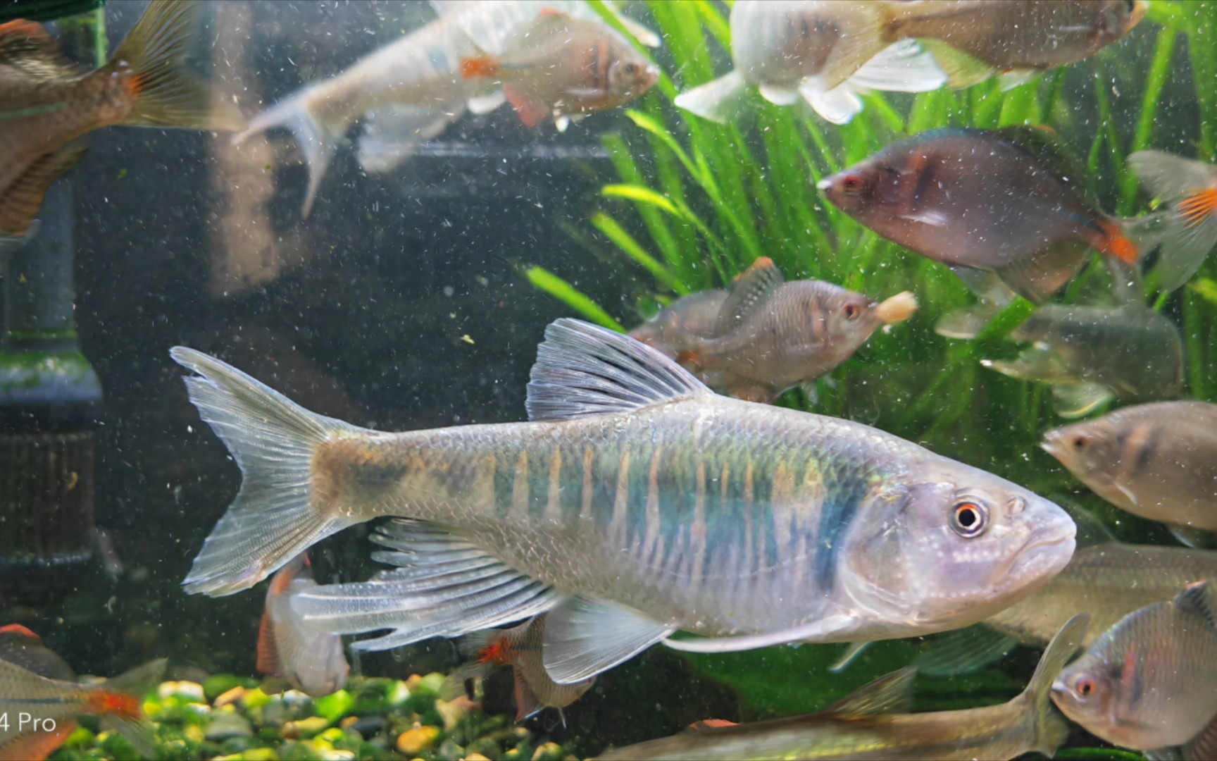 入缸一条大鳞马口鱲