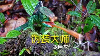 伪装大师 变色龙