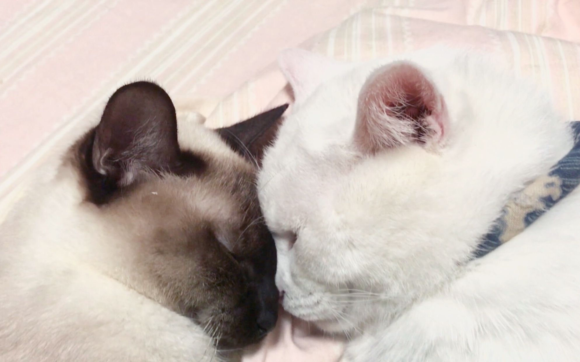 挖煤工和白富美黑白配之一对猫咪公公的恩爱现场