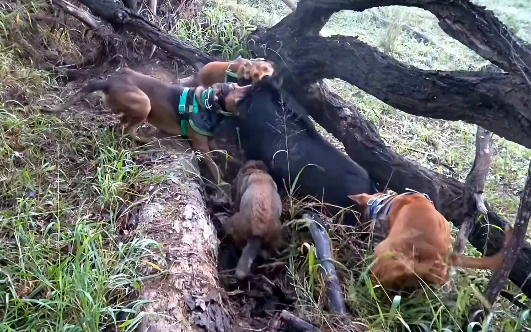 国外狩猎队用训练有素的猎犬捉野猪,几只猎犬对着300斤野猪撕咬