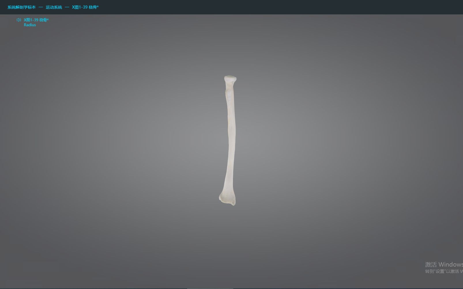 【医维度解剖app】桡骨哔哩哔哩bilibili