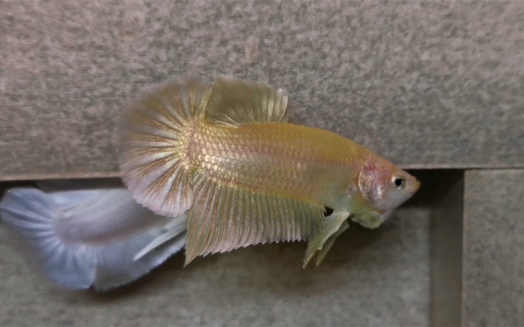 4k金色将军,泰国斗鱼,扑克斗鱼作品,欢迎各位粉丝选购_哔哩哔哩_bili