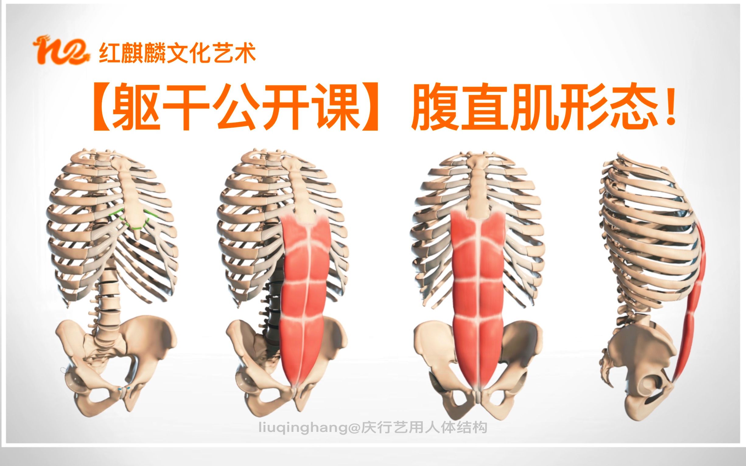 【中轴部公开课】《腹壁肌中的腹直肌》腹直肌的结构,颠覆你对腹直肌的认识!腹直肌中你所不了解的特征要点!哔哩哔哩bilibili