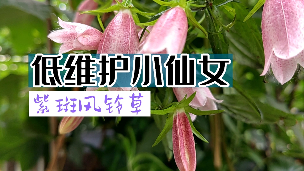 不怕冷的植物 | 低维护小仙女之紫斑风铃草哔哩哔哩bilibili