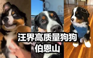 Descargar video: 汪界高质量狗狗伯恩山来了