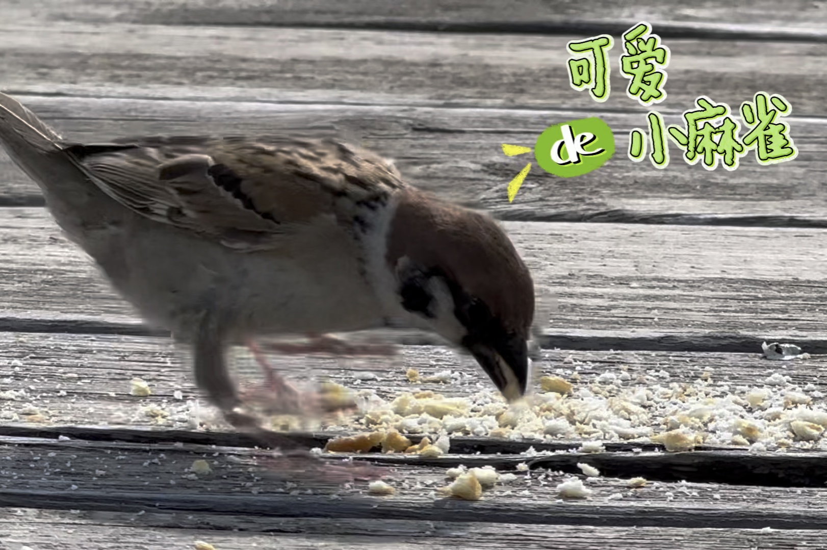 鸟和虫子吃饭搞笑图片图片