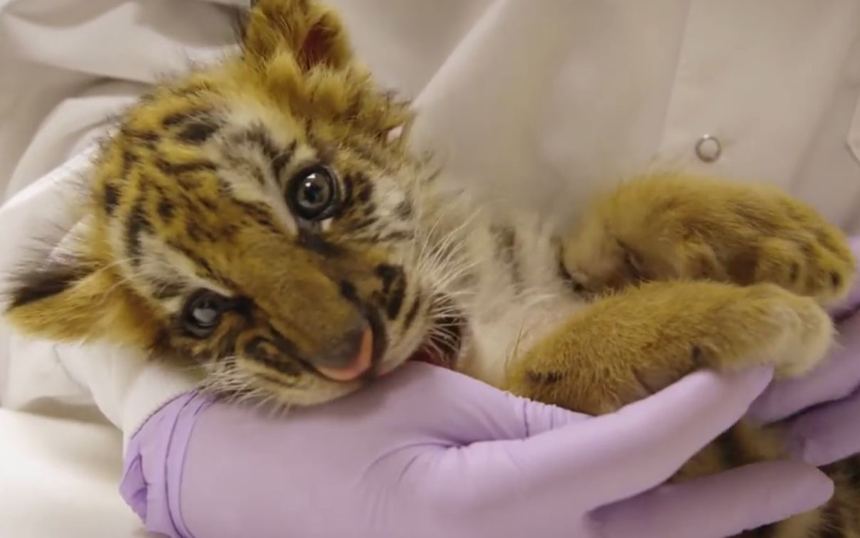 【小老虎】给老虎喂奶,这样的小老福我可以喂一打_哔哩哔哩 (゜-゜)つ