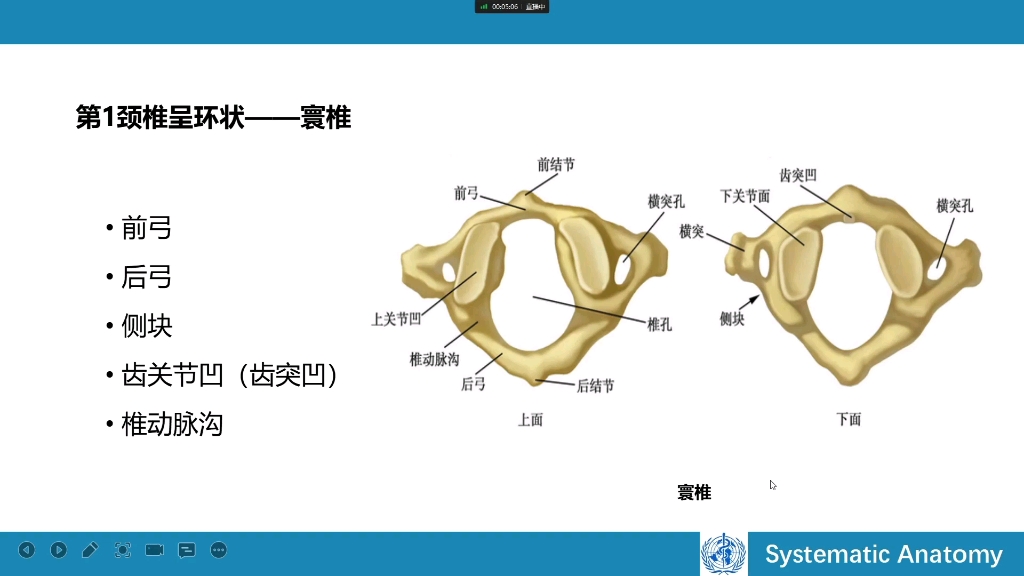 医学考试 专升本 人体解剖学运动系统米卫东老师哔哩哔哩bilibili