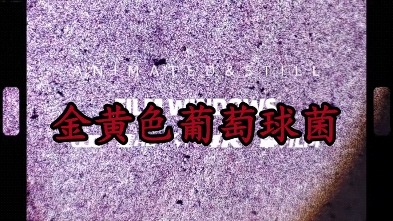 革兰氏染色 大肠杆菌与金黄色葡萄球菌.