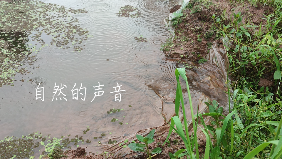 [图]雨点一滴一滴汇聚在这里，流水潺潺，滴答滴答，这是雨季的声音。