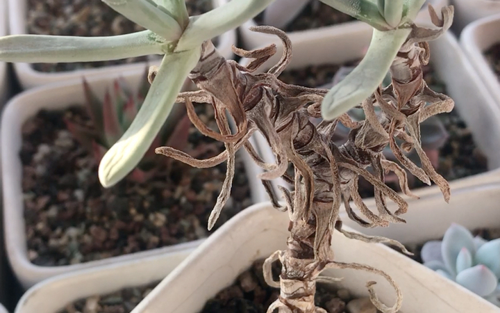 多肉植物 奥特奴阿塔仙女杯 dudleya attenuata 原产地为墨西哥圣昆廷