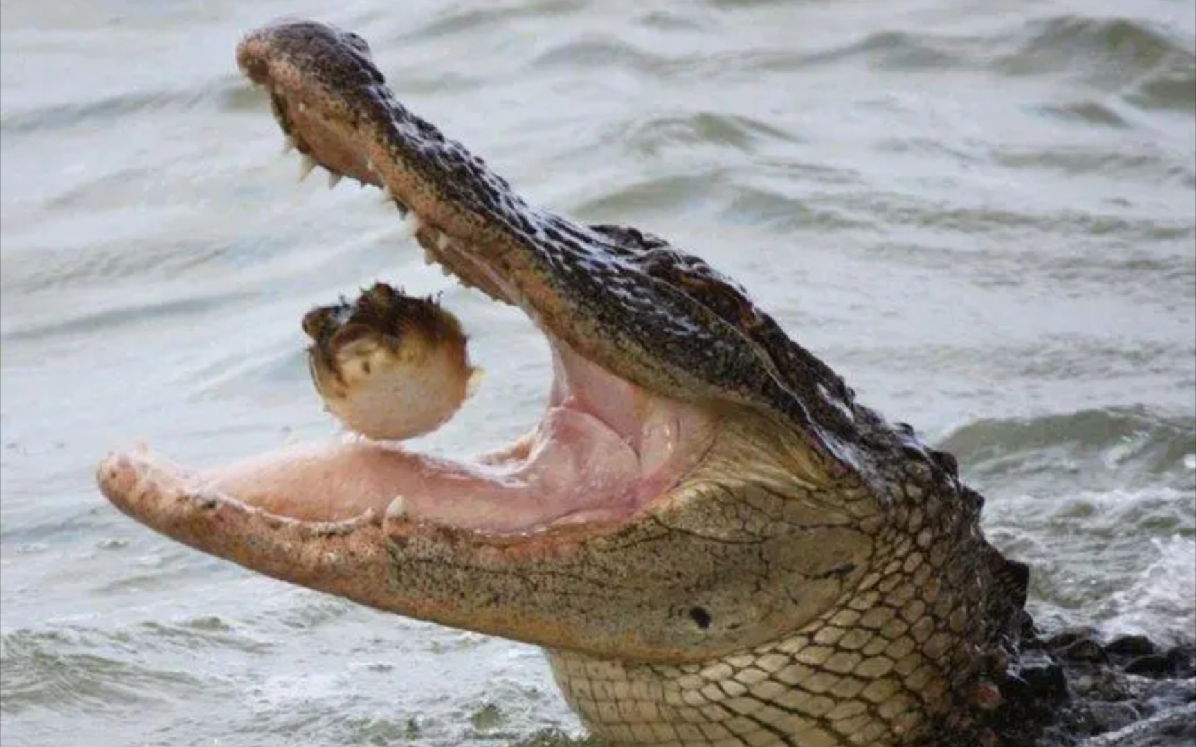 生命的补充(密河鳄)