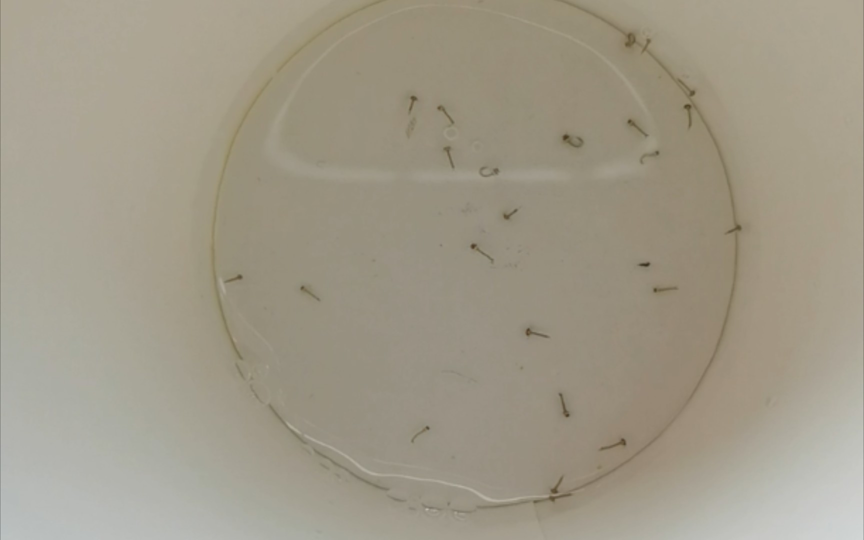 青鳉大量食用蚊子幼虫的美妙影像