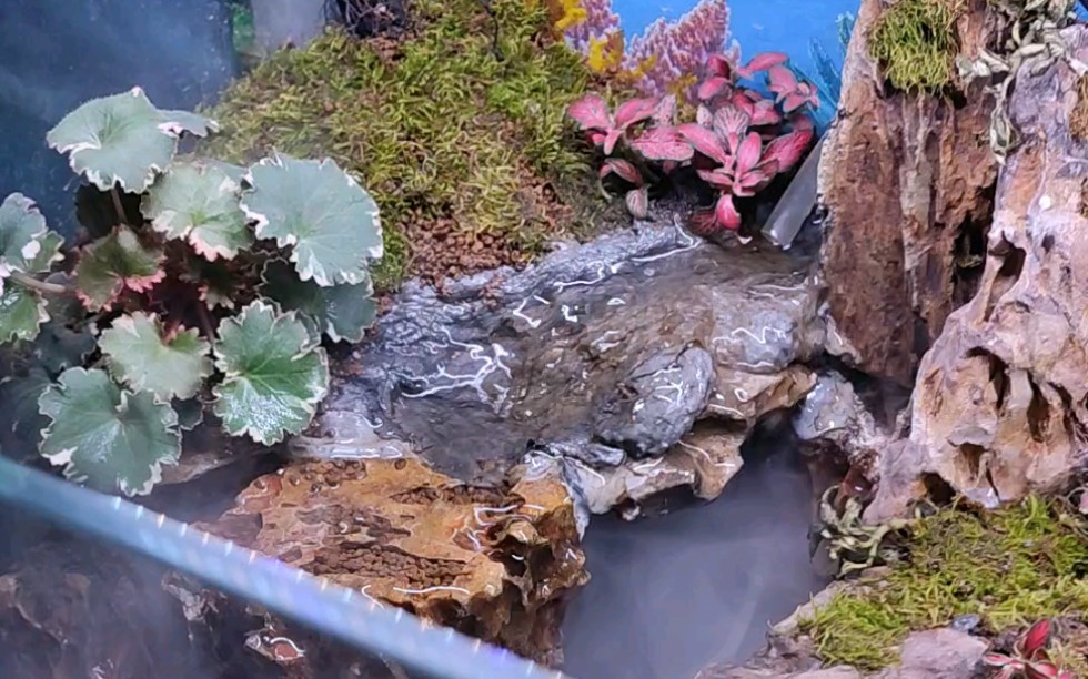 与同学的水缸造景2