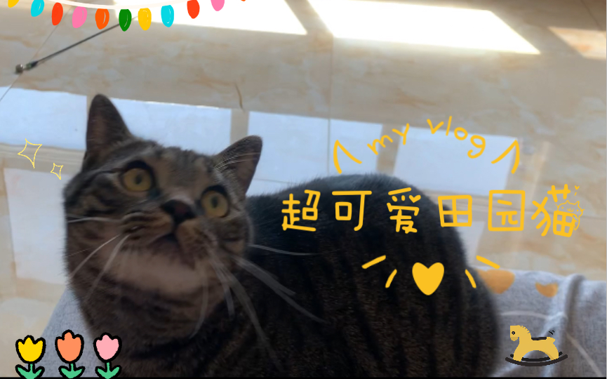 《猫猫猫》养一只吧会带给你很多欢乐的九九七七哔哩哔哩bilibili