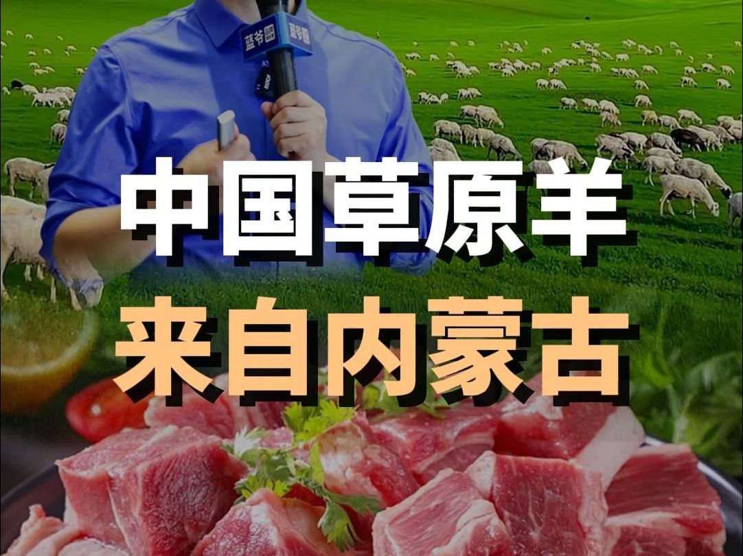 内蒙古草原羊,如何卖向全国,影响世界?哔哩哔哩bilibili