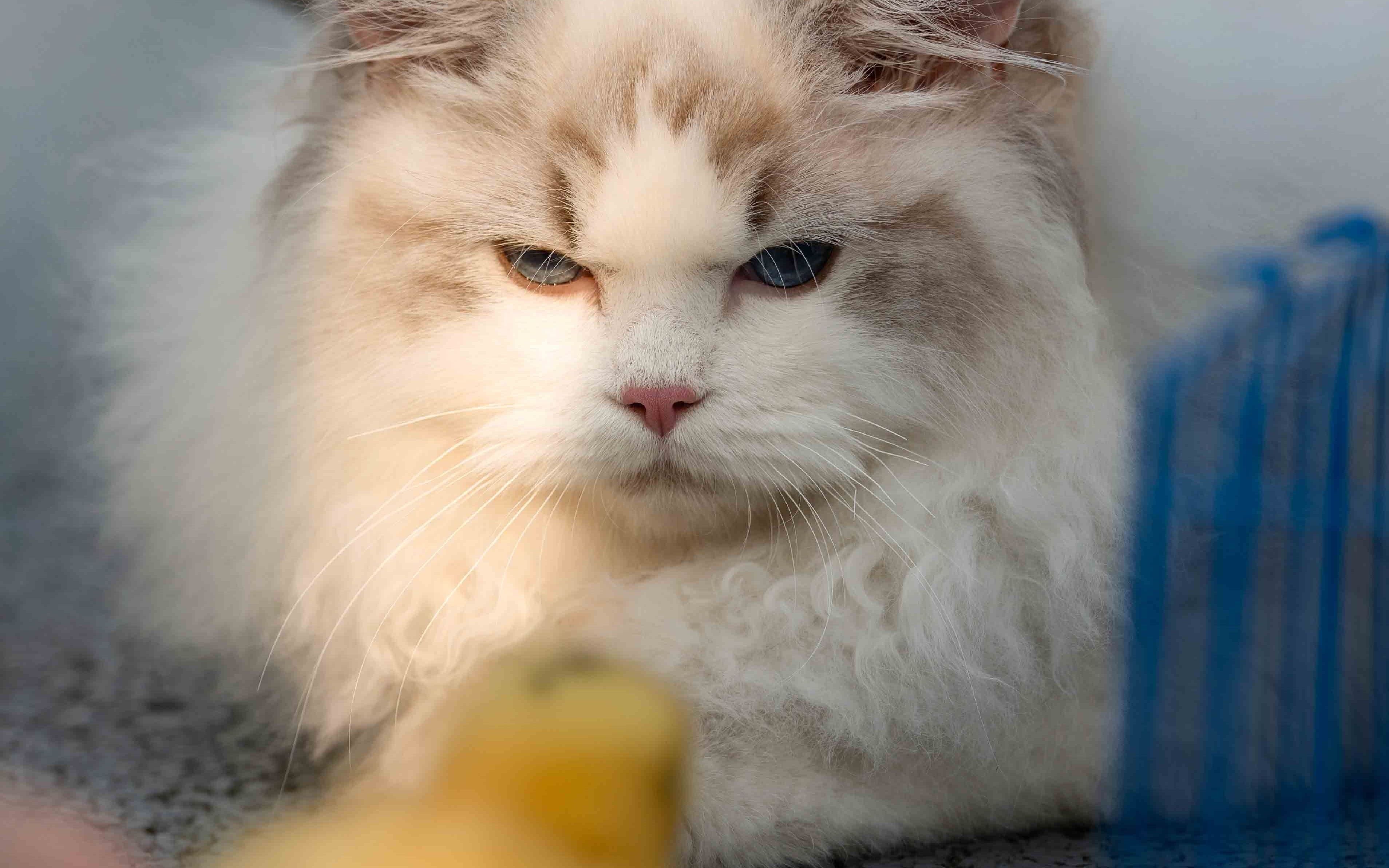 这只布偶猫怎么养的这么肥呀