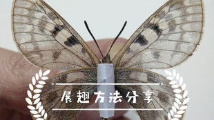 蝴蝶标本拆针 黑太阳闪蝶指名亚种 黑太阳闪蝶 附字幕 成品展示彩蛋 或许会有up主出没 By 墨染 哔哩哔哩