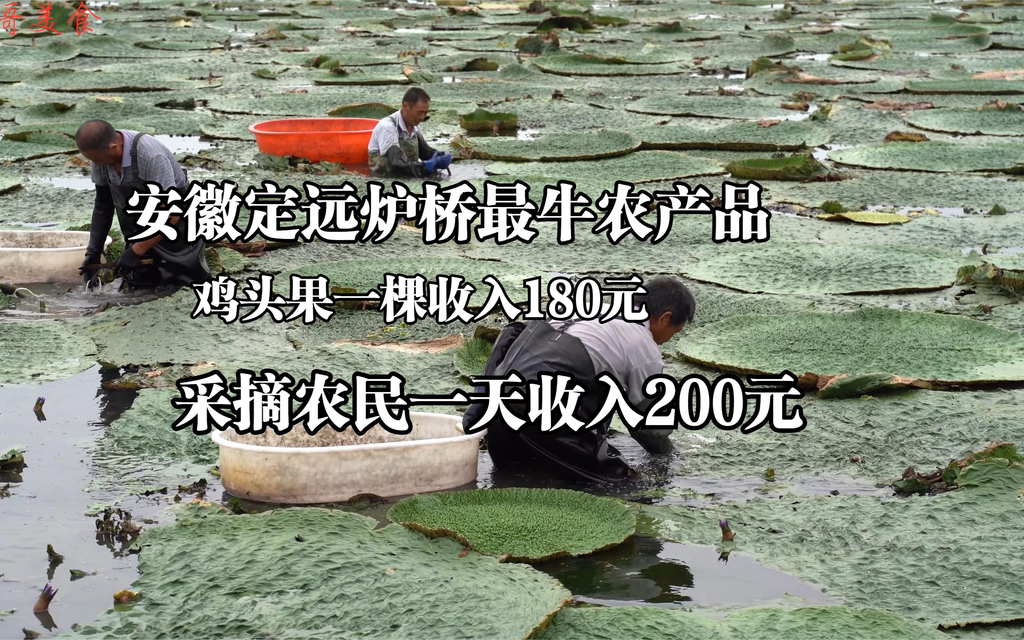 安徽炉桥最牛农产品,3000亩一颗收入180元,采摘农民日收入200元哔哩哔哩bilibili