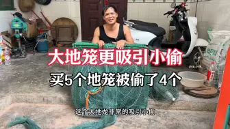 Download Video: 本地小偷太猖狂了，小何放5个地笼被偷走4个，大地笼差点也被偷