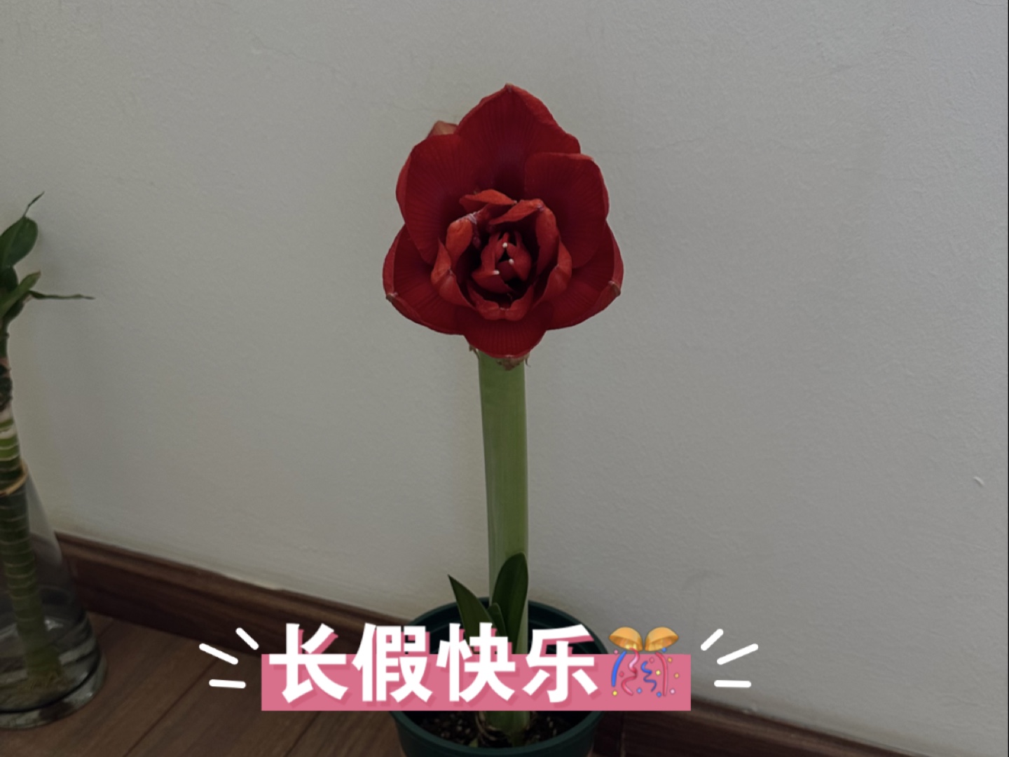 小院花开系列十#朱顶红重瓣黑天鹅.以丝绒质感的花瓣,浓郁的暗红色而被花友喜爱,花剑修长,很有天鹅颈的形态.这次长出六个花苞,开成一个美丽的...