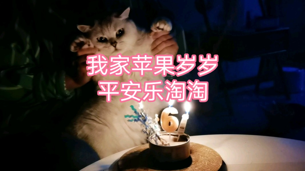 [图]我家苹果岁岁平安乐淘淘#手机原创视频#猫咪生日祝福 #生日仪式感 #一岁一安康 #爱的陪伴 #随拍记录生活