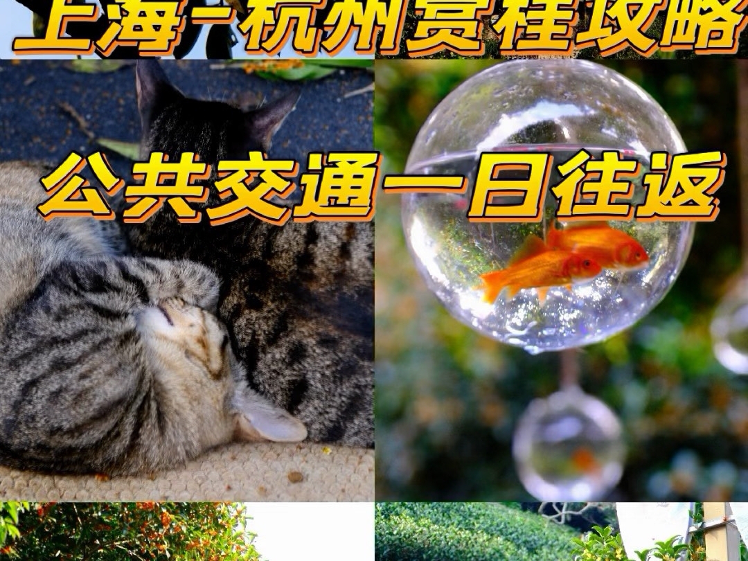 上海到杭州赏桂攻略，公共交通一日往返路线：九溪-理安寺-杨梅岭-满觉陇-汤屋-石屋洞