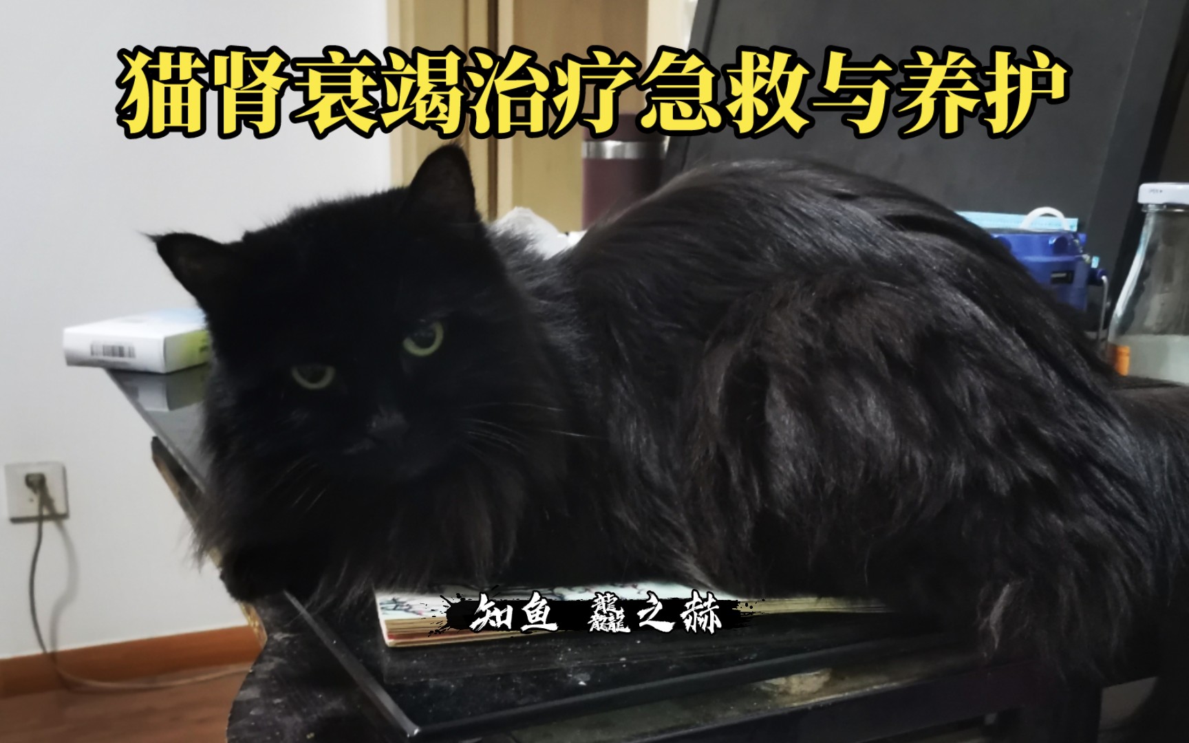 猫肾衰竭尿毒症治疗思路分享哔哩哔哩bilibili