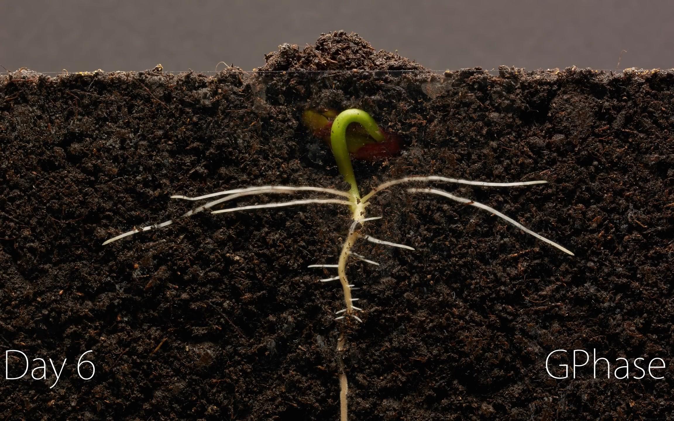 花豆随时间推移长大和土壤的横断面植物根部上部如何生长