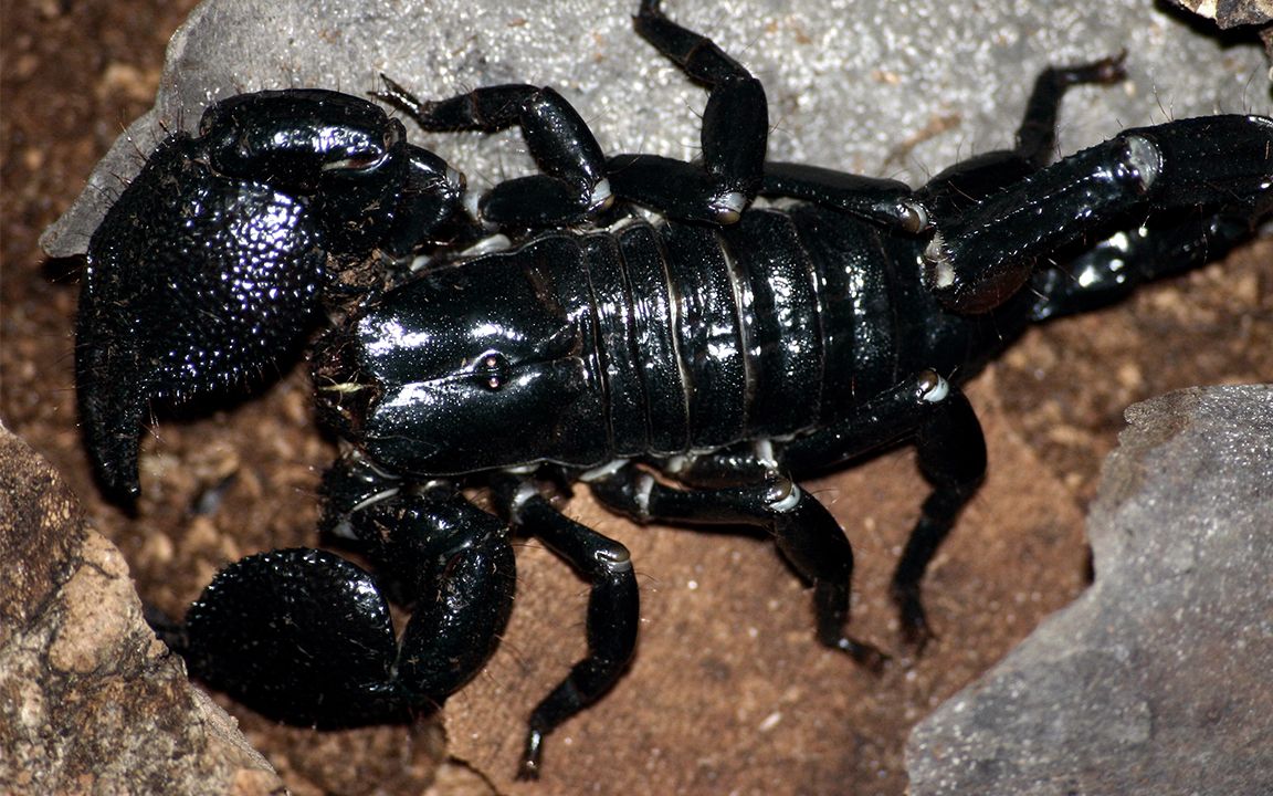 蝎子也能当烟抽巴基斯坦的男人居然真的这样做了