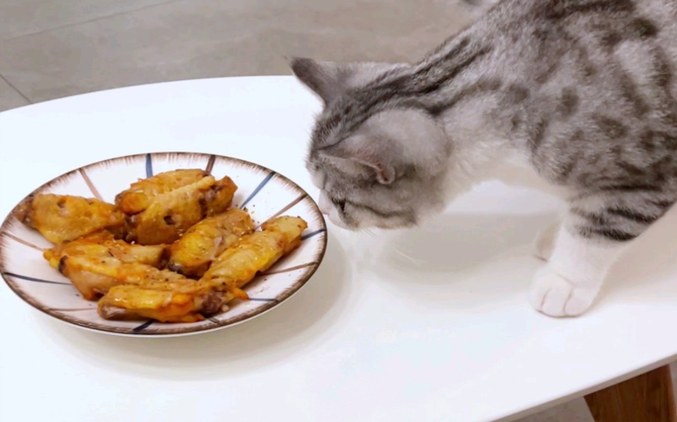 新鲜出炉的烤鸡翅,让小猫咪眼馋了!