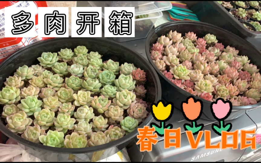 【Hidelica】多肉开箱|云南绿伦家的多肉我复购从未翻车,从单买到端盘,品相值得一观哔哩哔哩bilibili