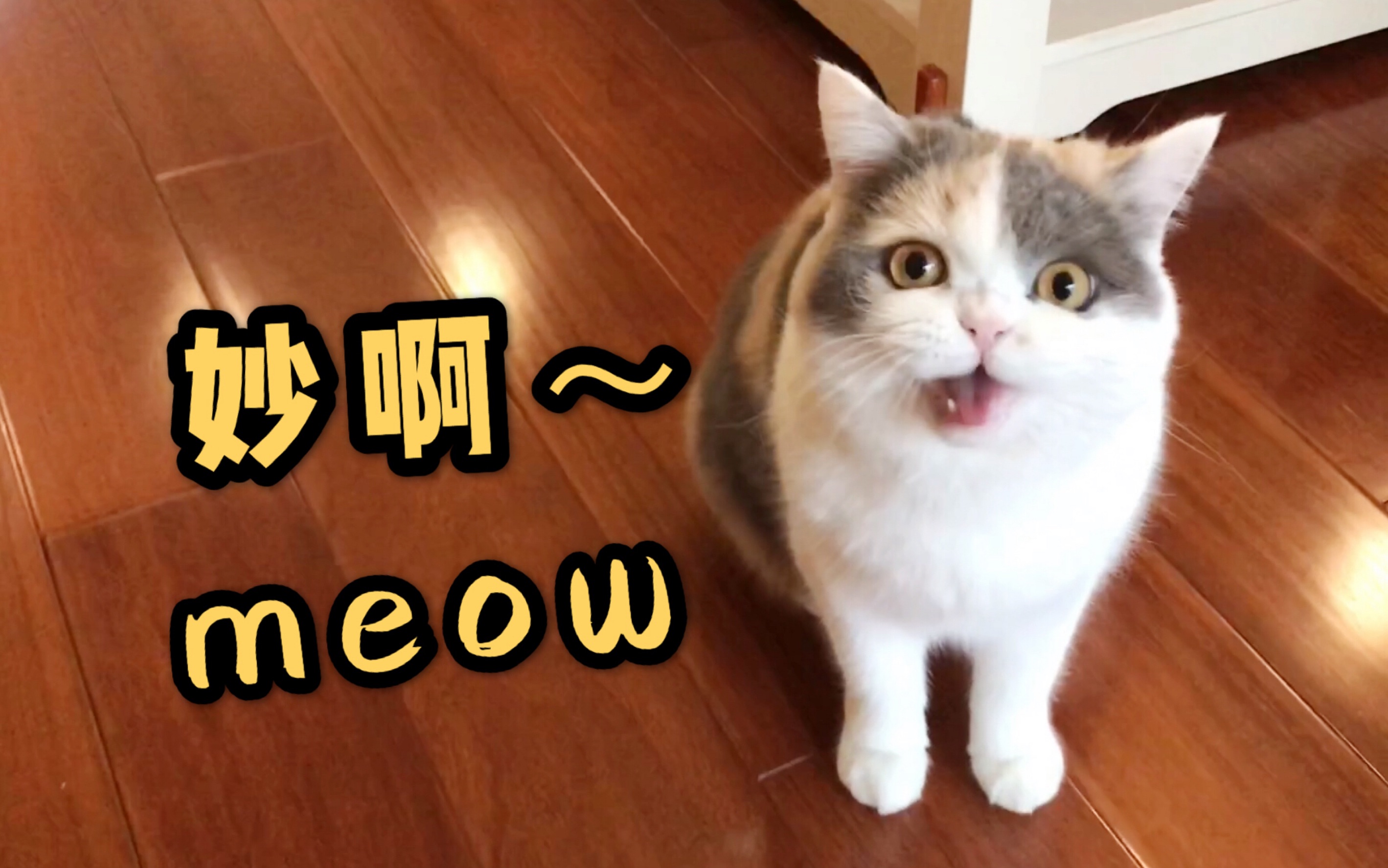 【三花妮妮meow】全网第一甜美聒噪小猫咪,超可爱甚至有点可怕,简直妙