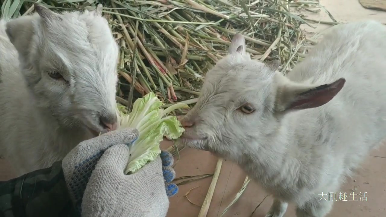 这小山羊真馋,这大冬天的,蔬菜都不爱吃
