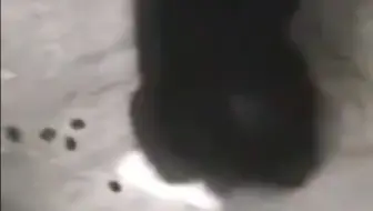 動物的迷惑行為 貓