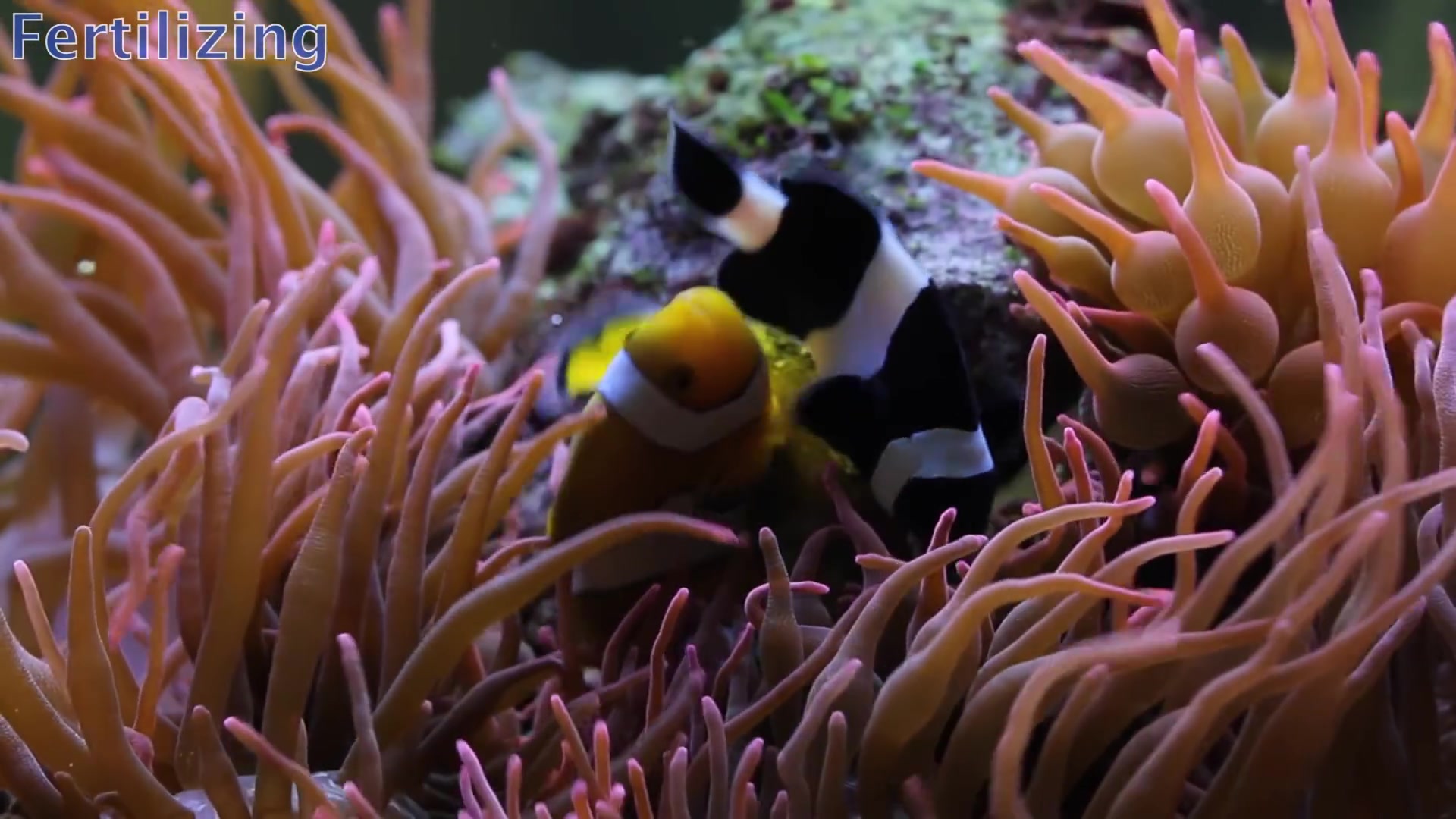 第一窝漂亮可爱的小丑鱼宝宝人工繁殖全过程_哔哩哔哩 (゜-゜)つロ