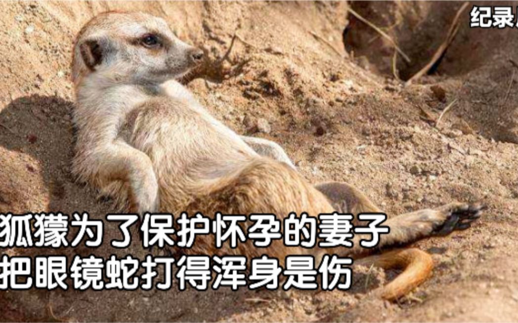 [图]狐獴大战眼镜蛇：狐獴爸爸为了保护妻子，打得眼镜蛇浑身是伤