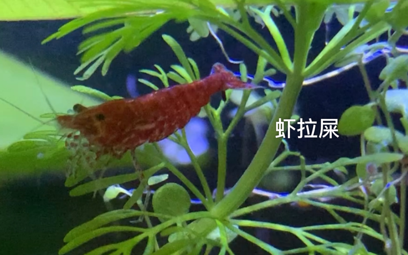 虾拉屎 与虾对峙
