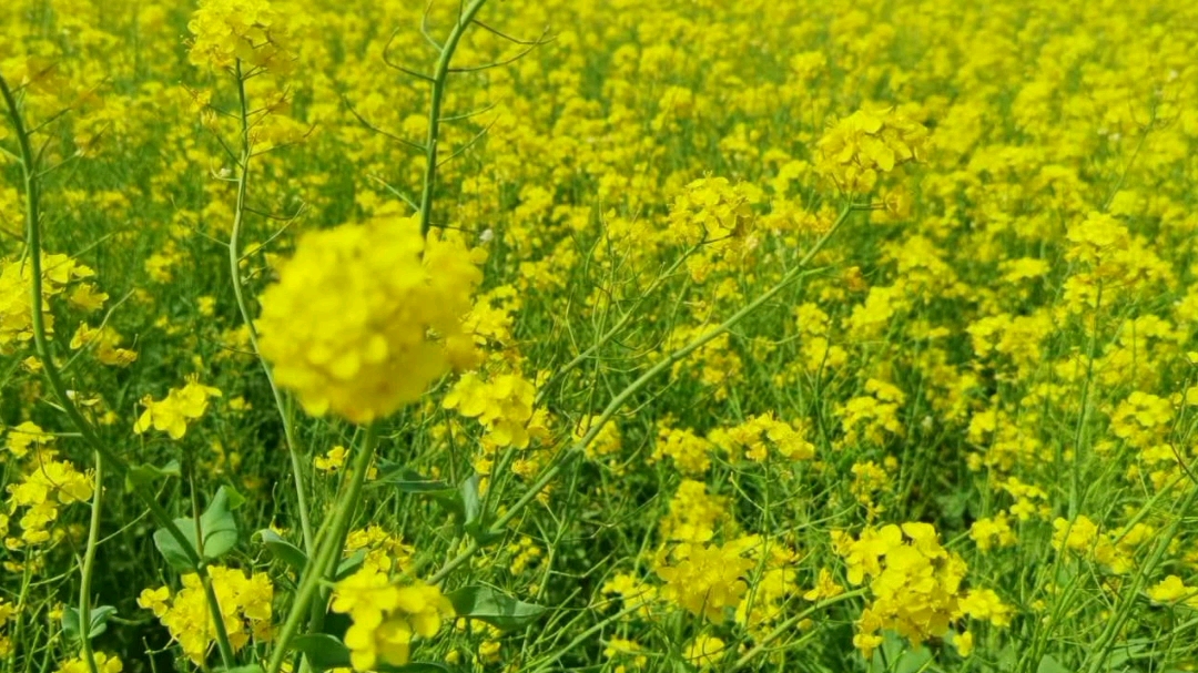 快来林城看油菜花吧