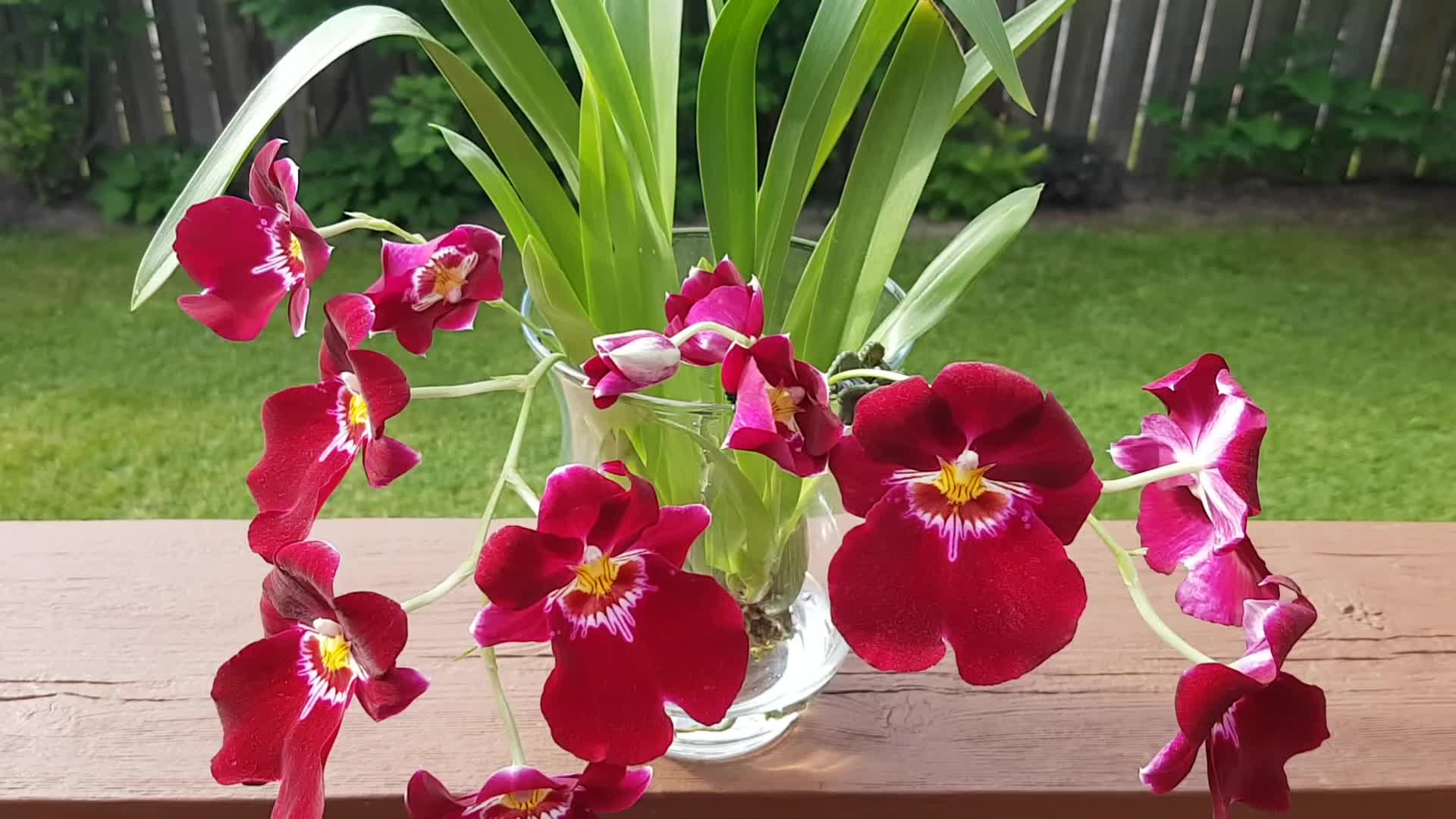 兰花水培- 堇花兰 miltoniopsis02grin billie fae ccmaos